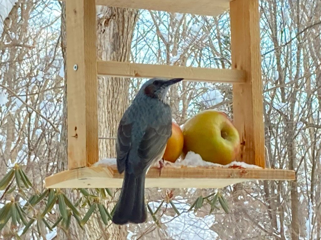 The Bird Watching Cafe 千歳 鳥たちと過ごす空間